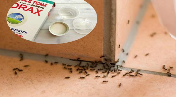 كيفية القضاء على النمل الأسود الصغير 9 أسلحة طبيعية لمواجهته بيت المعرفة