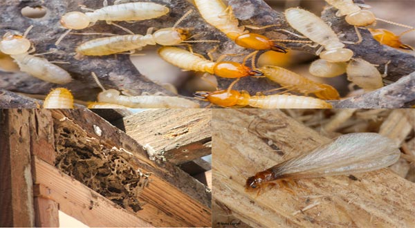القضاء على النمل الأبيض في البيت