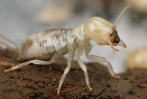 شكل النمل الأبيض الصغير