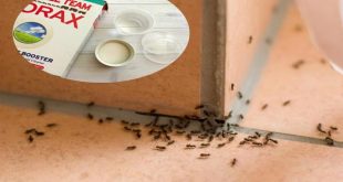 كيفية-القضاء-على-النمل-الأسود-الصغير