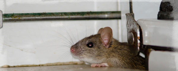 القضاء على الفئران بإغلاق منافذ الدخول
