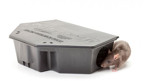 القضاء على الفئران بعلبة الطعام
