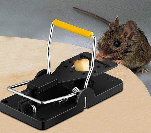 القضاء على الفئران بالمصيدة